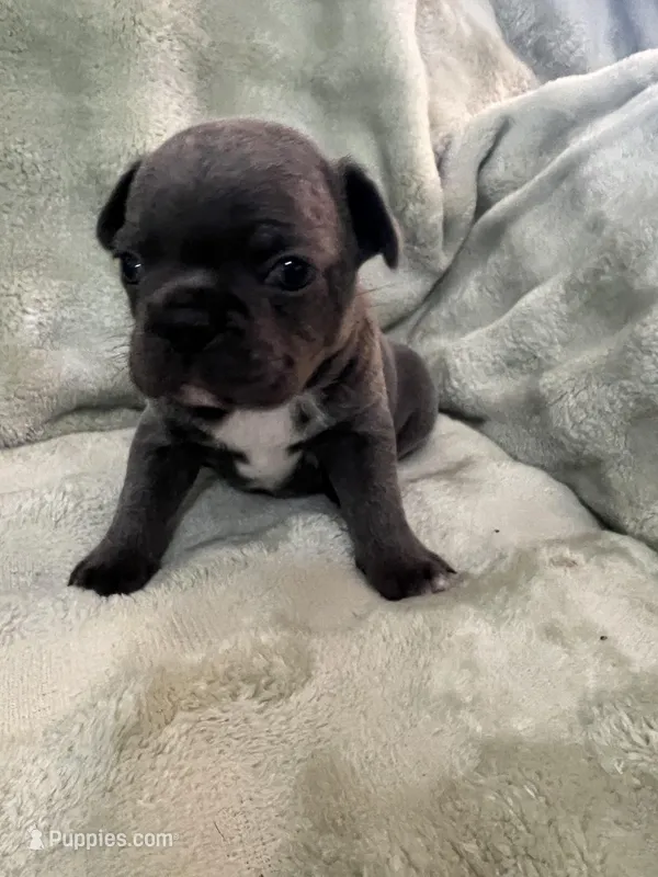 Gaston – Frenchton puppy for sale in Smithville, TN