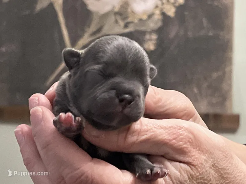 Gaston – Frenchton puppy for sale in Smithville, TN