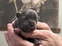 Gaston, a male Frenchton for sale in Smithville, TN – Photo 1 of 5