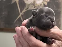 Gaston, a male Frenchton for sale in Smithville, TN – Photo 4 of 5