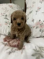 Tinker Bell, a female Poodle - Miniature  for sale in Smithville, TN – 7 of 10