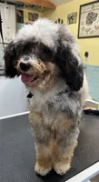 Nova, a female Poodle - Toy  and Toy Australian Shepherd for sale in Smithville, TN – 4 of 7