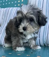 Max, a male Yorkipoo for sale in Smithville, TN – 6 of 8