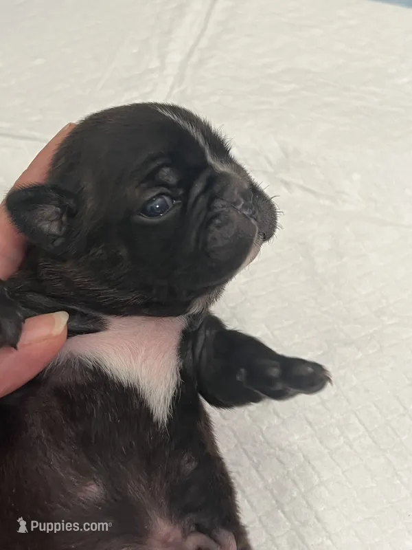 Chocolate Sundae  – Frenchton puppy for sale in Smithville, TN