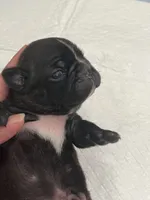Chocolate Sundae , a female Frenchton for sale in Smithville, TN – 1 of 4