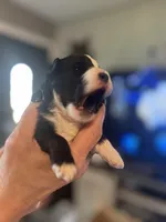 Diesel, a male Aussiedoodle for sale in Smithville, TN – Photo 2 of 7