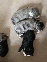 Diesel, a male Aussiedoodle for sale in Smithville, TN – Photo 5 of 7