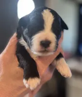 Diesel, a male Aussiedoodle for sale in Smithville, TN – Photo 1 of 7