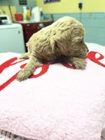 Tinker Bell, a female Poodle - Miniature  for sale in Smithville, TN – 2 of 7