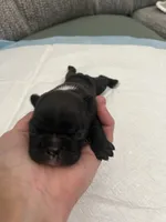 Brownie, a female Frenchton for sale in Smithville, TN – 3 of 4