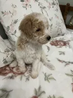 Miley, a female Poodle - Miniature  for sale in Smithville, TN – 5 of 6