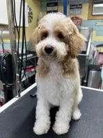 Buddy ( Orange), a male Poodle - Miniature  for sale in Smithville, TN – 2 of 10