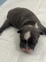 Blue, a male Frenchton for sale in Smithville, TN – 5 of 5