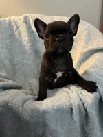 Yogi Bear, a male Frenchton for sale in Smithville, TN – 4 of 8