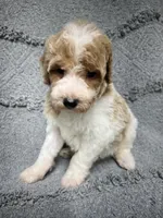 Luke  ( green), a male Poodle - Miniature  for sale in Smithville, TN – 5 of 10