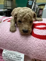 Tinker Bell, a female Poodle - Miniature  for sale in Smithville, TN – 6 of 7