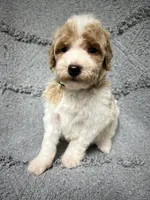 Luke  ( green), a male Poodle - Miniature  for sale in Smithville, TN – 2 of 10