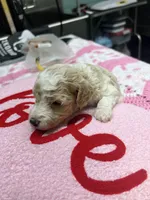 Miley, a female Poodle - Miniature  for sale in Smithville, TN – 2 of 7