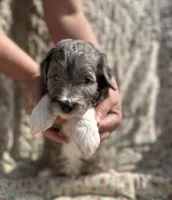 Oso, a male Aussiedoodle for sale in Smithville, TN – Photo 1 of 5