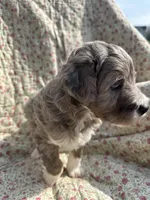 Oso, a male Aussiedoodle for sale in Smithville, TN – Photo 5 of 5