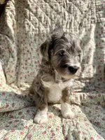 Oso, a male Aussiedoodle for sale in Smithville, TN – Photo 4 of 5
