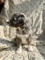 Oso, a male Aussiedoodle for sale in Smithville, TN – Photo 2 of 5