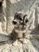 Oso, a male Aussiedoodle for sale in Smithville, TN – Photo 3 of 5