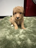 Smokey, a male Poodle - Miniature  for sale in Smithville, TN – 6 of 7