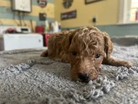 Buttons, a male Poodle - Miniature  for sale in Smithville, TN – 6 of 6