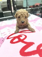 Finley, a female Poodle - Miniature  for sale in Smithville, TN – 3 of 7