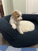 Bandit ( Blue ), a male Poodle - Miniature  for sale in Smithville, TN – 2 of 6