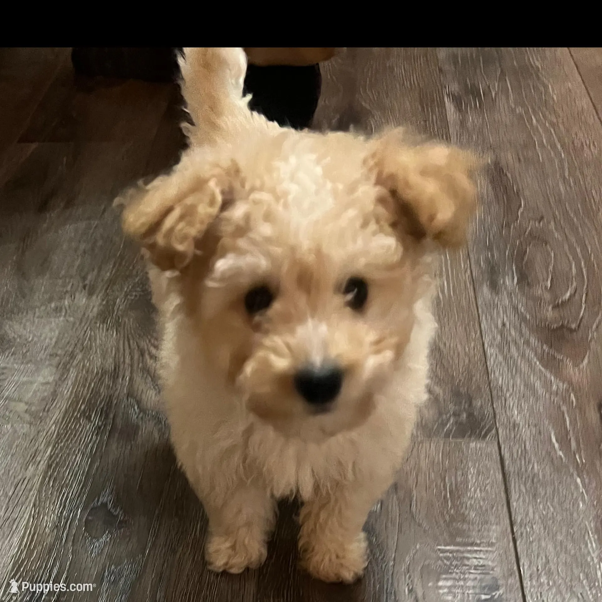Lightning, a male Aussiedoodle for sale in Smithville, TN – Photo 3 of 10