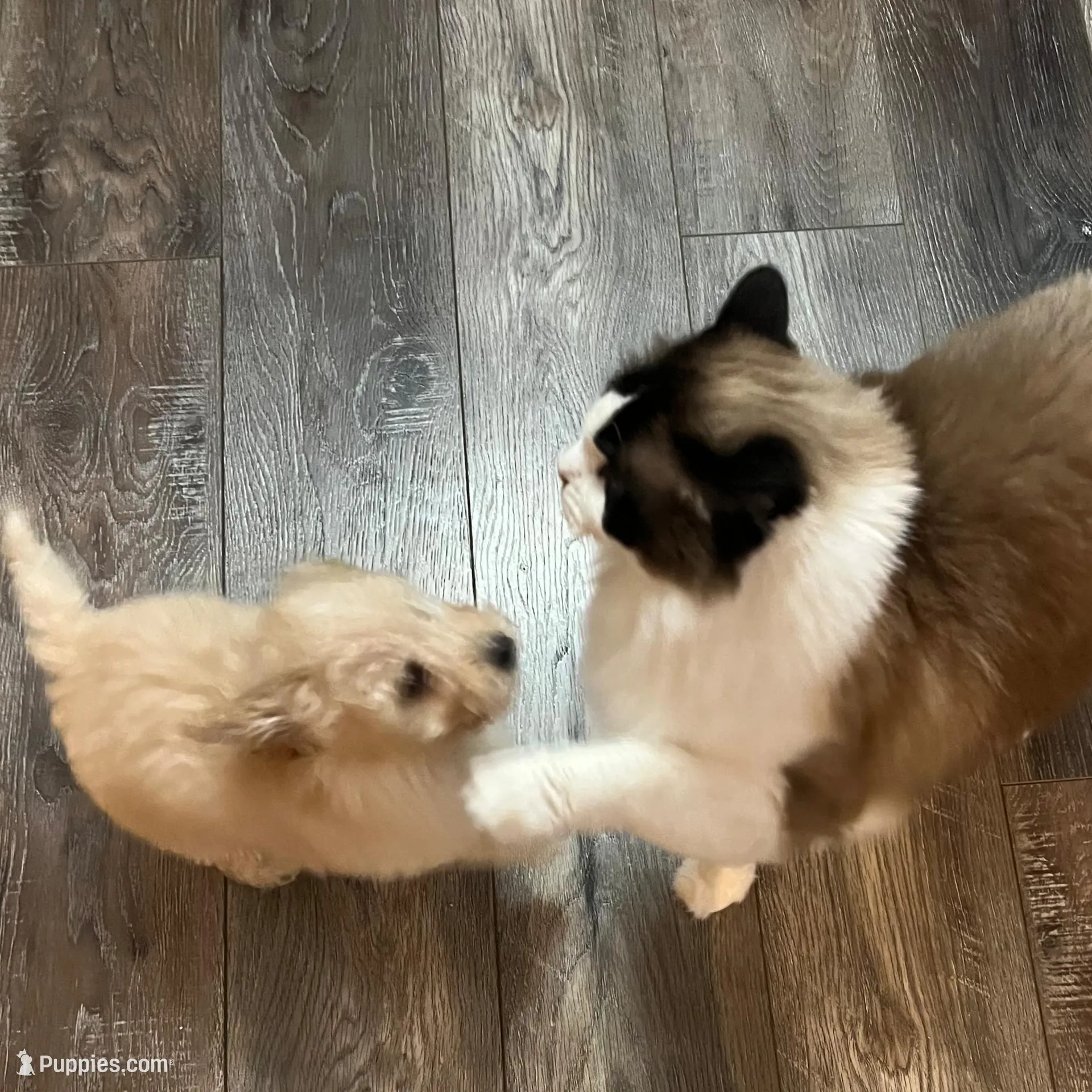 Lightning, a male Aussiedoodle for sale in Smithville, TN – Photo 2 of 10