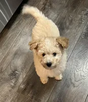 Lightning, a male Aussiedoodle for sale in Smithville, TN – Photo 4 of 10