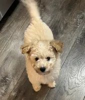 Lightning, a male Aussiedoodle for sale in Smithville, TN – Photo 1 of 10