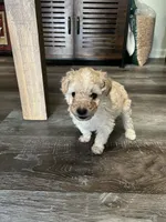 processed/a2bc9d9a-9ff6-4049-a32f-f00edd114b16/listing/2a3b9dd2-de71-4fc2-81ee-e2421a3f9fe0/90213776-dc0f-4096-a611-cc938e28f269