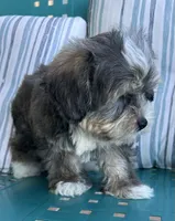 Max, a male Yorkipoo for sale in Smithville, TN – 5 of 8