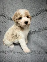 Buddy ( Orange), a male Poodle - Miniature  for sale in Smithville, TN – 5 of 9