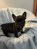 Yogi Bear, a male Frenchton for sale in Smithville, TN – 8 of 8