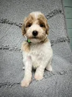 Luke  ( green), a male Poodle - Miniature  for sale in Smithville, TN – 7 of 10