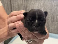 Chocolate Sundae , a female Frenchton for sale in Smithville, TN – 2 of 4