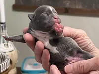 Ira, a female Frenchton for sale in Smithville, TN – Photo 4 of 5