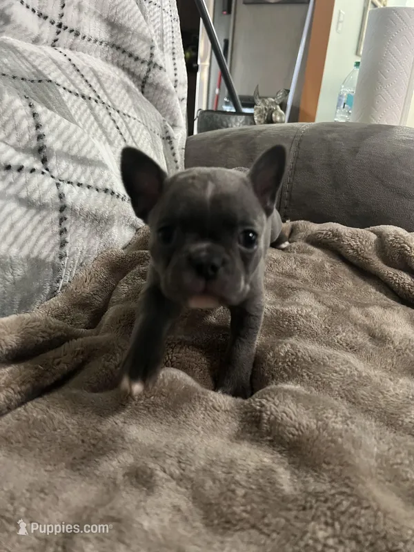 Ira – Frenchton puppy for sale in Smithville, TN