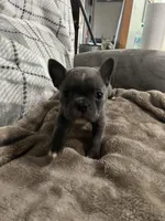 Ira, a female Frenchton for sale in Smithville, TN – 1 of 10