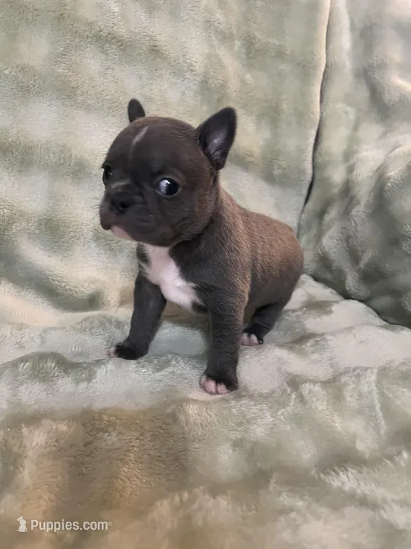 Ira – Frenchton puppy for sale in Smithville, TN