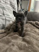 Ira, a female Frenchton for sale in Smithville, TN – 3 of 10