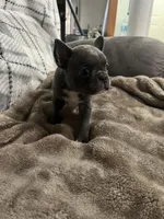 Ira, a female Frenchton for sale in Smithville, TN – 9 of 10