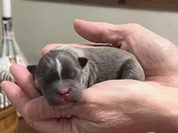 Ira, a female Frenchton for sale in Smithville, TN – Photo 2 of 5