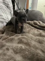 Ira, a female Frenchton for sale in Smithville, TN – 8 of 10