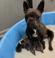 Ira, a female Frenchton for sale in Smithville, TN – Photo 5 of 5